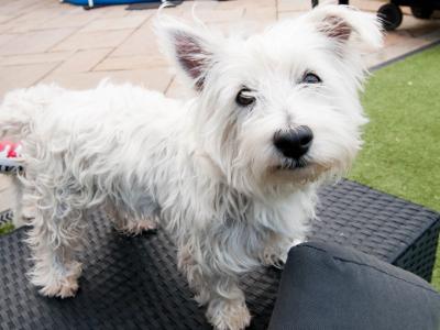 West Highland Terrier pups (2 boys 1 girl) in Kerry